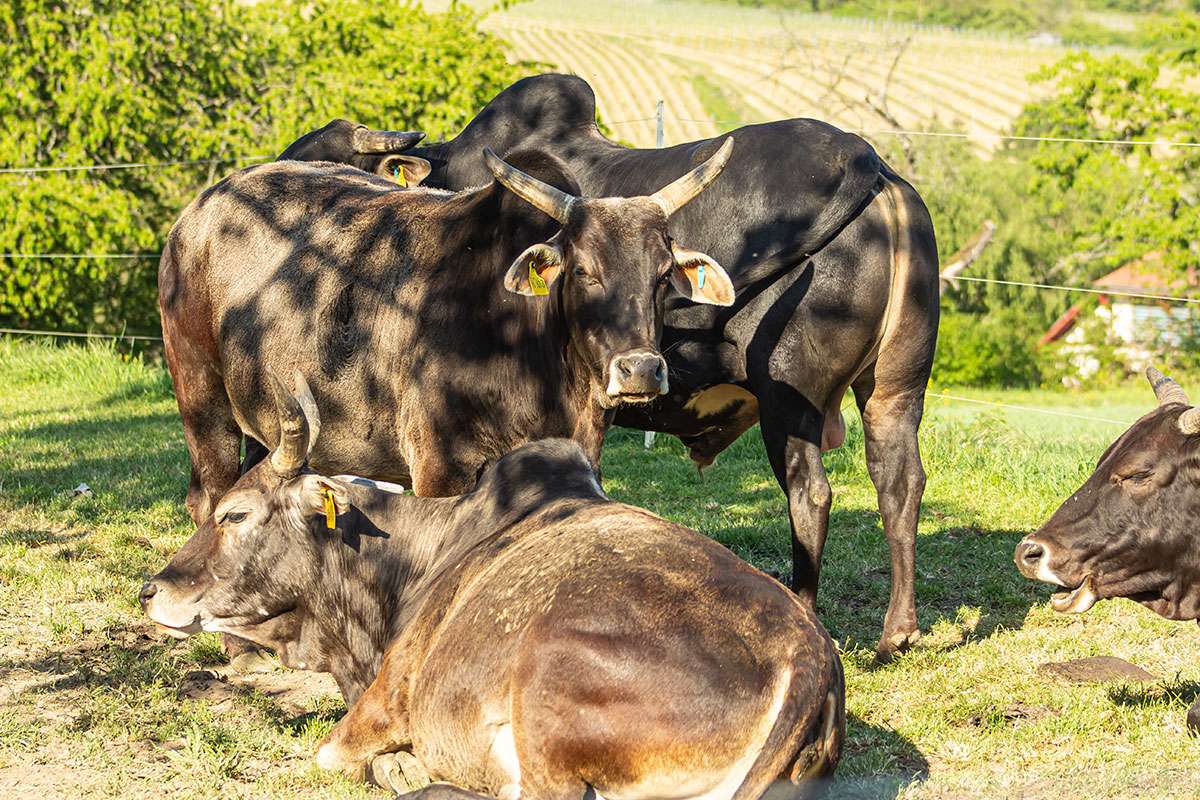 Ein Bild mit einer Herde Zwerg-Zebus auf einer Wiese in Frauenstein.