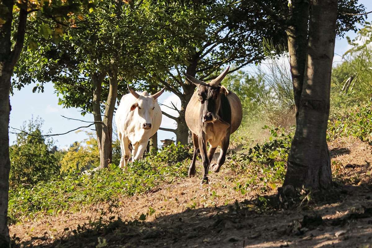 Ein Bild mit einer Herde Zwerg-Zebus auf einer Wiese in Frauenstein.