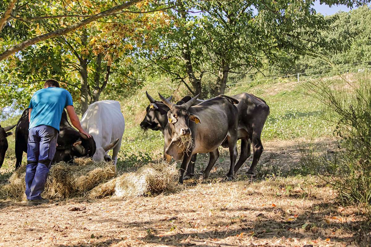 Ein Bild mit einer Herde Zwerg-Zebus auf einer Wiese in Frauenstein.