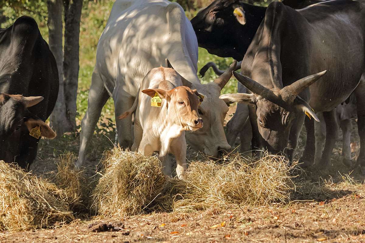 Ein Bild mit einer Herde Zwerg-Zebus auf einer Wiese in Frauenstein.
