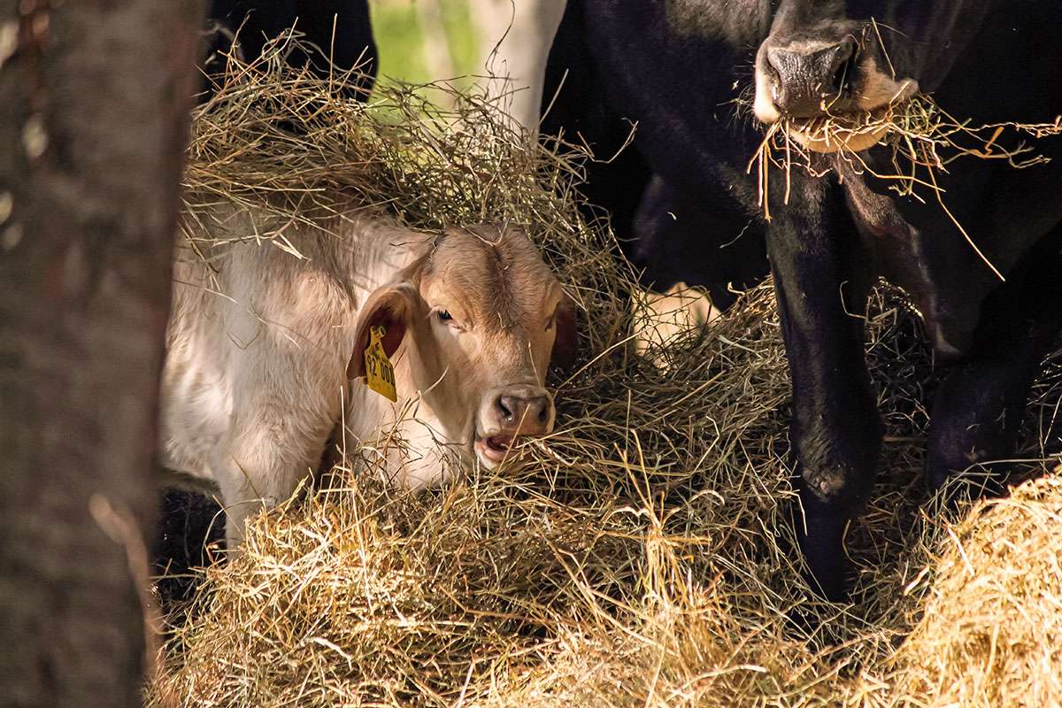 Ein Bild mit einer Herde Zwerg-Zebus auf einer Wiese in Frauenstein.