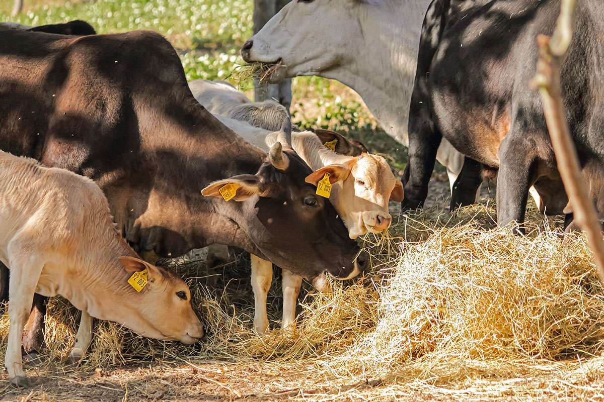 Ein Bild mit einer Herde Zwerg-Zebus auf einer Wiese in Frauenstein.