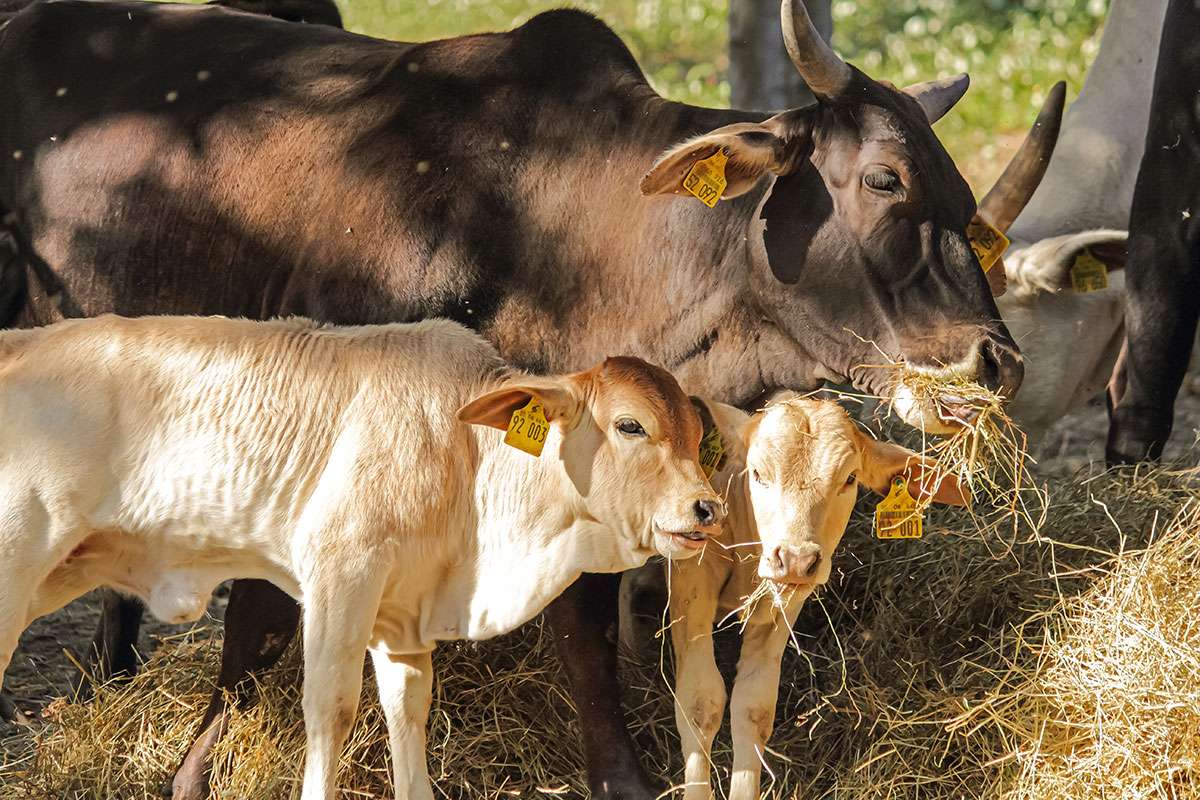 Ein Bild mit einer Herde Zwerg-Zebus auf einer Wiese in Frauenstein.