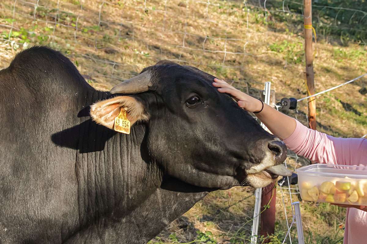 Ein Bild mit einer Herde Zwerg-Zebus auf einer Wiese in Frauenstein.