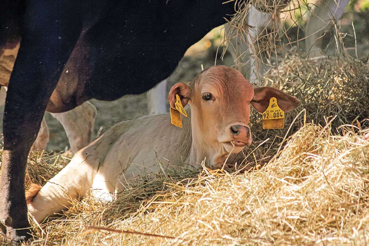 Ein Bild mit einer Herde Zwerg-Zebus auf einer Wiese in Frauenstein.