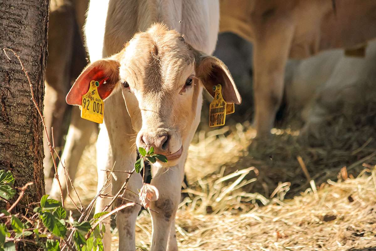 Ein Bild mit einer Herde Zwerg-Zebus auf einer Wiese in Frauenstein.