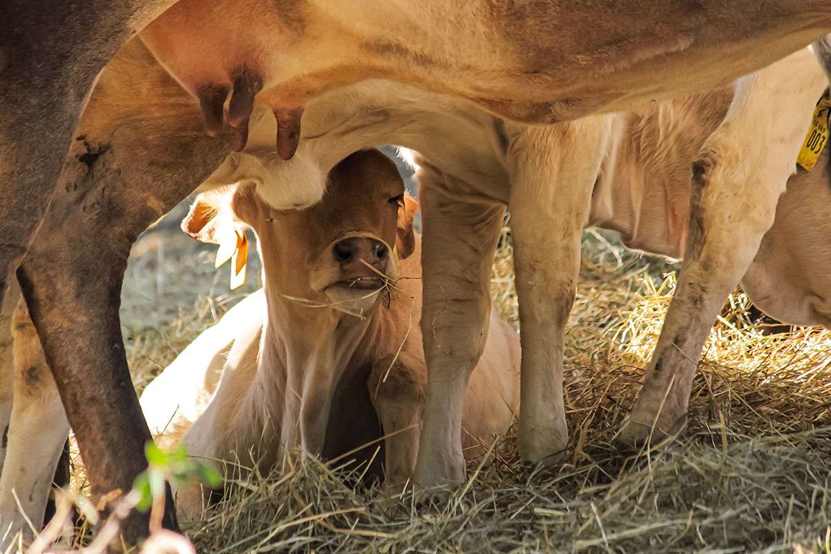 Ein Bild mit einer Herde Zwerg-Zebus auf einer Wiese in Frauenstein.