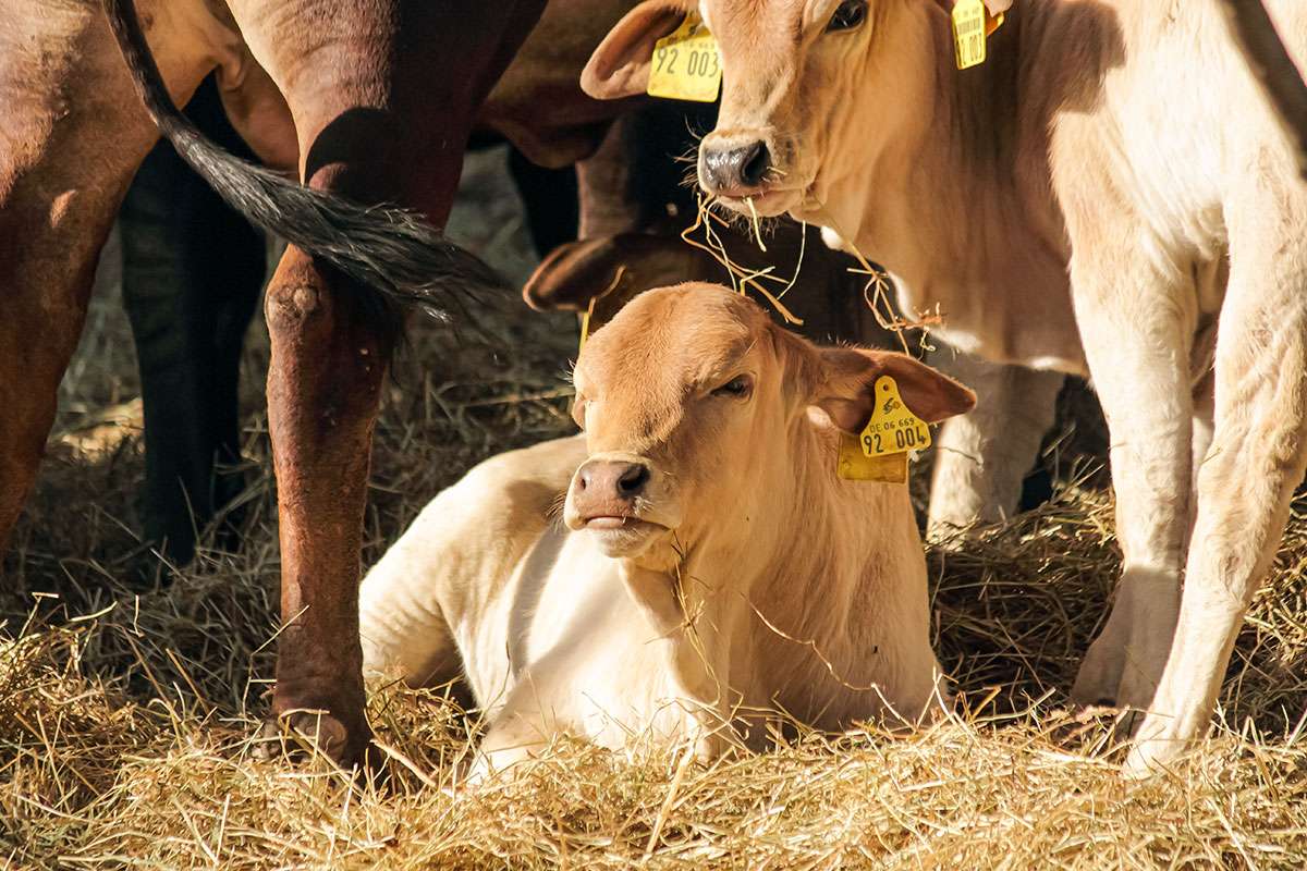 Ein Bild mit einer Herde Zwerg-Zebus auf einer Wiese in Frauenstein.
