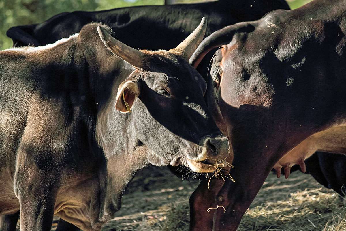 Ein Bild mit einer Herde Zwerg-Zebus auf einer Wiese in Frauenstein.