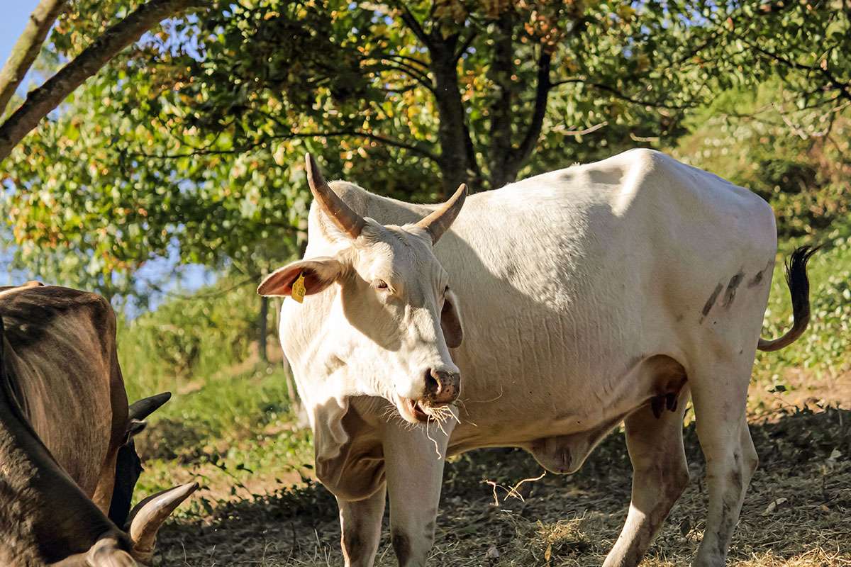 Ein Bild mit einer Herde Zwerg-Zebus auf einer Wiese in Frauenstein.
