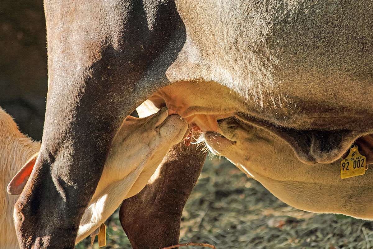 Ein Bild mit einer Herde Zwerg-Zebus auf einer Wiese in Frauenstein.