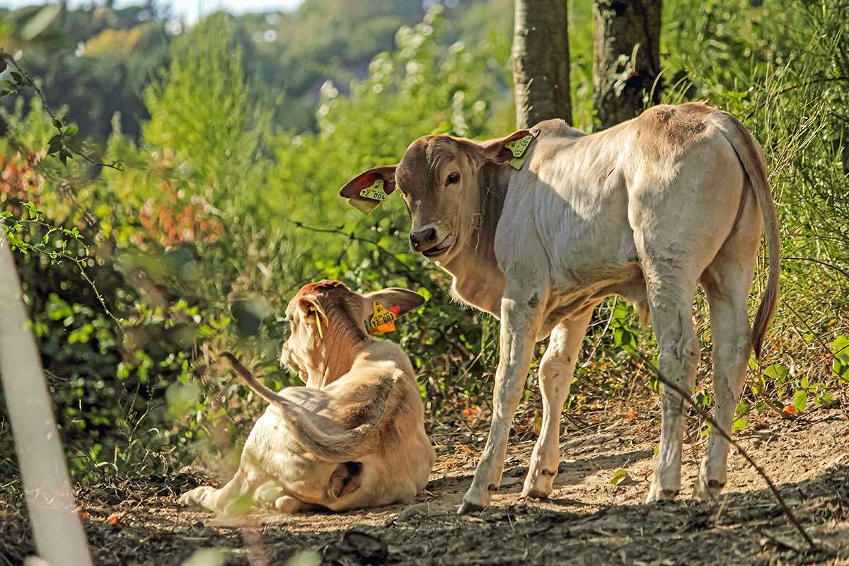 Ein Bild mit einer Herde Zwerg-Zebus auf einer Wiese in Frauenstein.