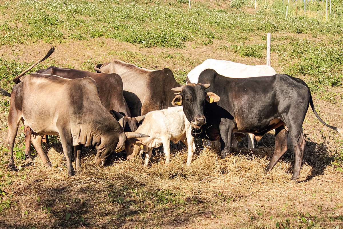 Ein Bild mit einer Herde Zwerg-Zebus auf einer Wiese in Frauenstein.